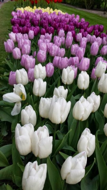 Tulipas Holanda Tulipas Holanda