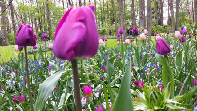 Keukenhof - Parque das Flores na Holanda Keukenhof - Parque das Flores na Holanda