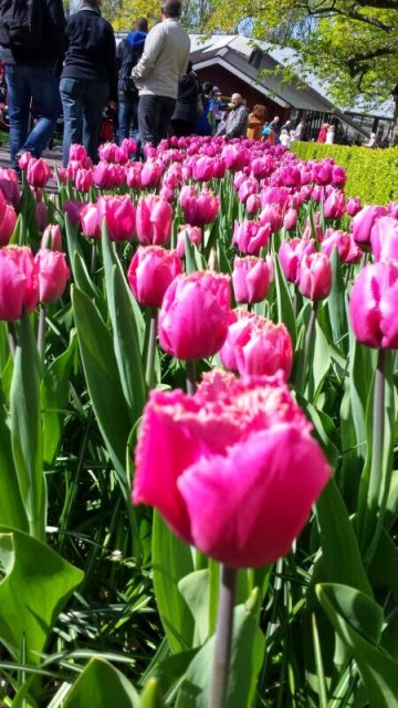 Tulipas Holanda Tulipas Holanda