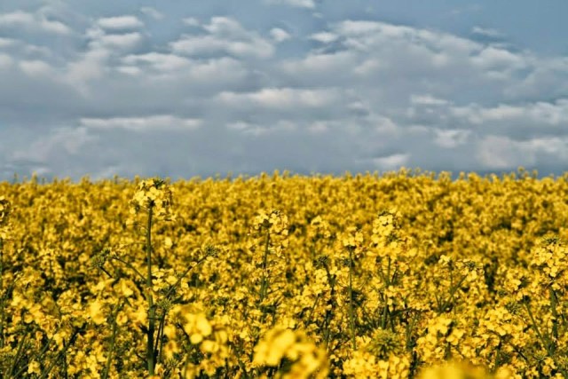 Alemanha Plantação de Canola