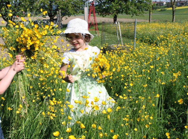 Alemanha Plantação de Canola
