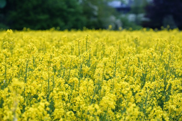Alemanha Plantação de Canola