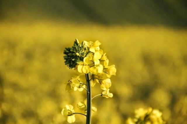 Alemanha Plantação de Canola