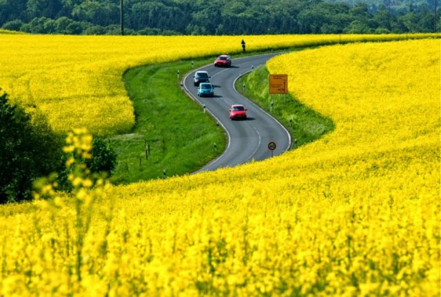 Alemanha Plantação de Canola