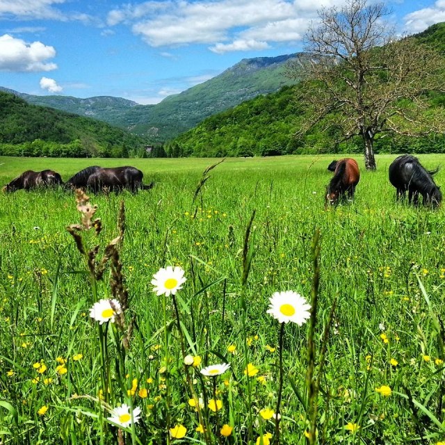 Parque Nacional Sutjeska, na Republika Srpska, Bósnia Parque Nacional Sutjeska, na Republika Srpska, Bósnia