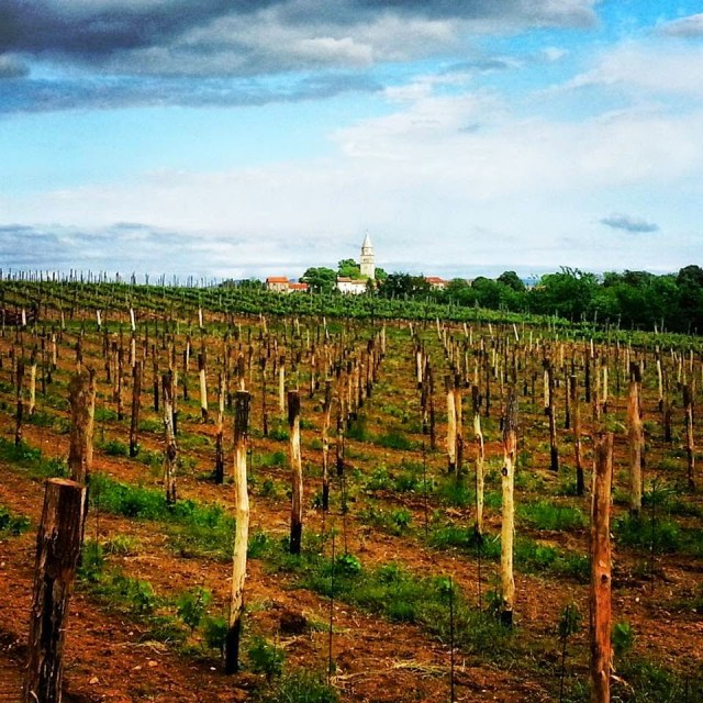 Green Istria Green Istria