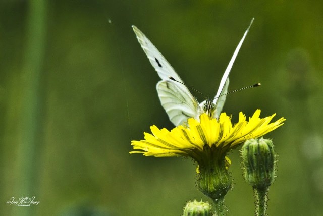 amarelo por Erkan Ölmez amarelo por Erkan Ölmez