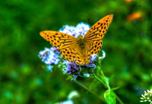 amarelo por Erkan Ölmez amarelo por Erkan Ölmez