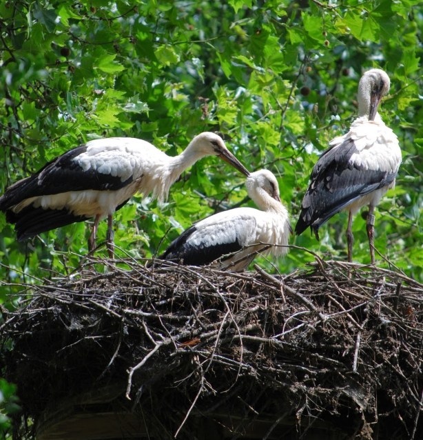 Cegonhas-brancas Parque e zoológico Tierpark Lange Erlen Basel Suíça