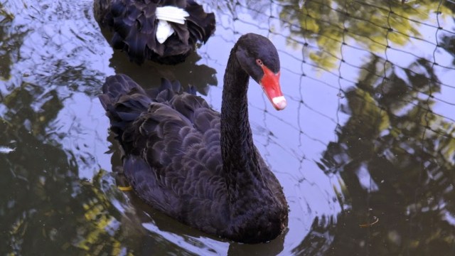 Cisnes negros - Parque e zoológico Tierpark Lange Erlen Basel Suíça