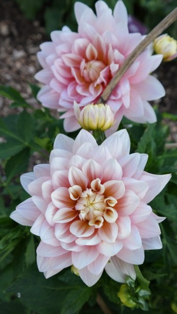 Dalia - Parque Merian Gärten Basel Suíça