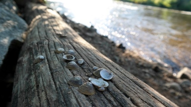 Parque e zoológico Tierpark Lange Erlen