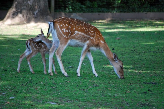 Parque e zoológico Tierpark Lange Erlen Basel Suíça