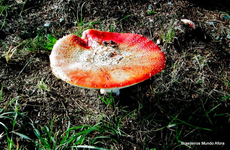 Os fascinantes cogumelos da Alemanha