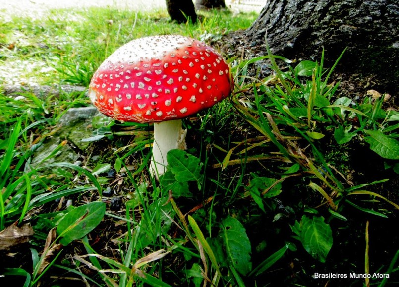 Os fascinantes cogumelos da Alemanha