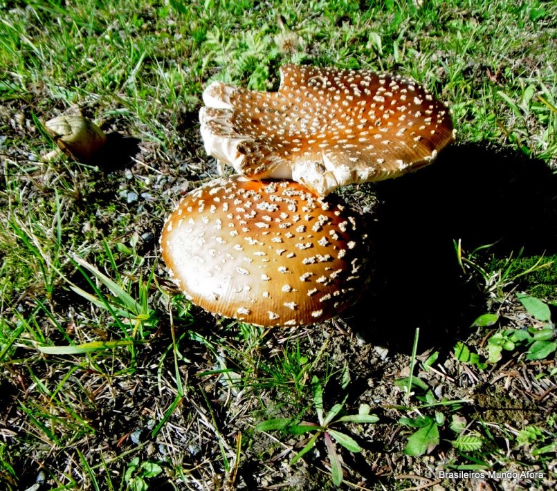 Os fascinantes cogumelos da Alemanha