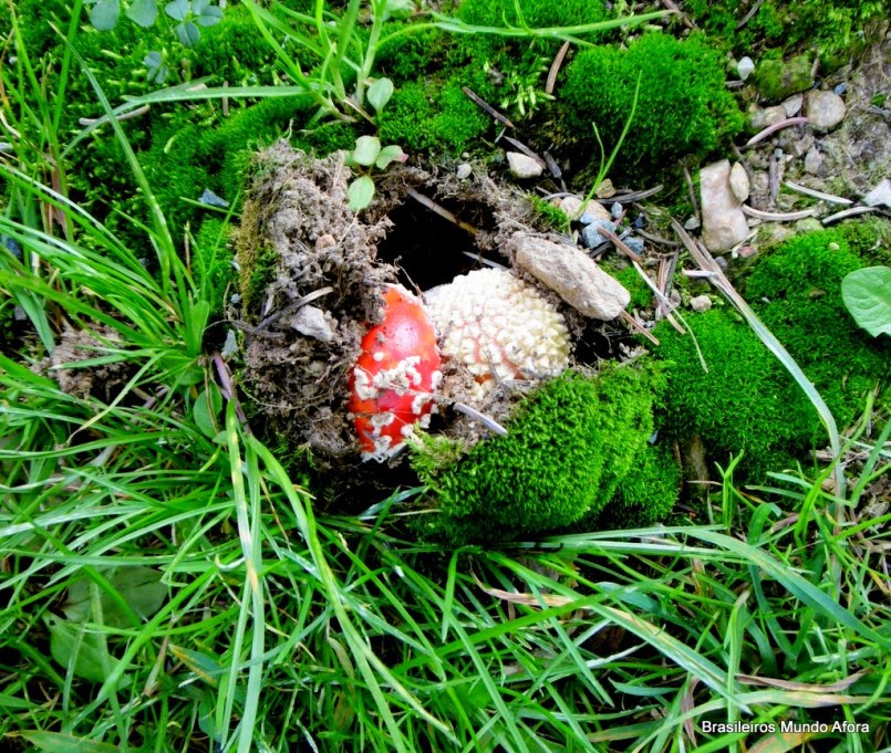 Os fascinantes cogumelos da Alemanha