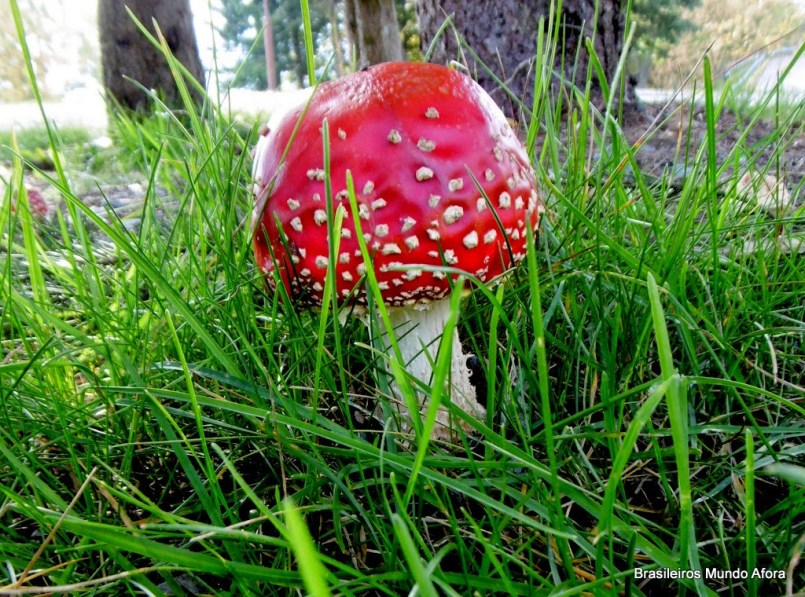 Os fascinantes cogumelos da Alemanha