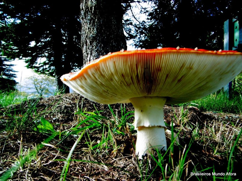 Os fascinantes cogumelos da Alemanha