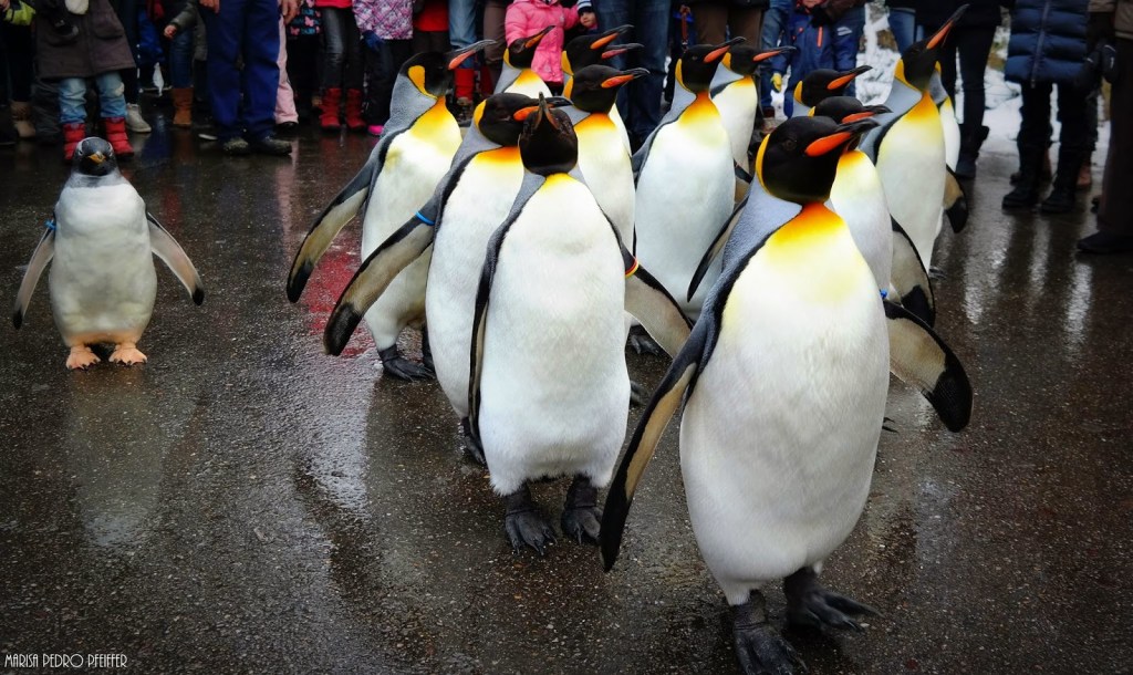 Passeio com os pinguins em Basel na Suíça – por Marisa Pedro Pfeiffer