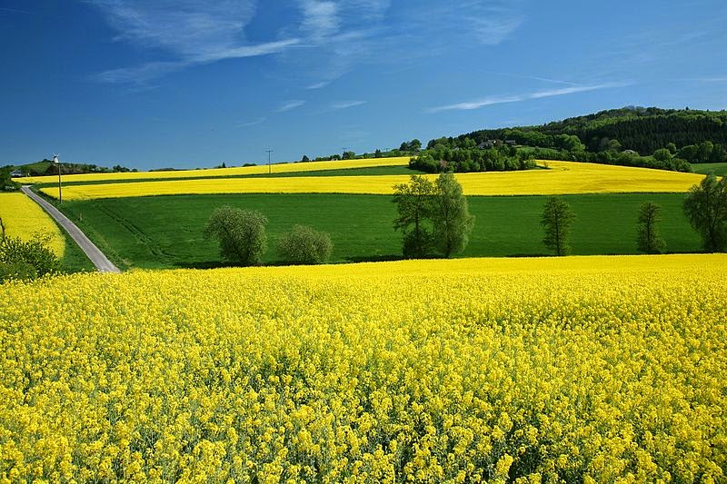 Um espetáculo amarelo da&nbsp;natureza