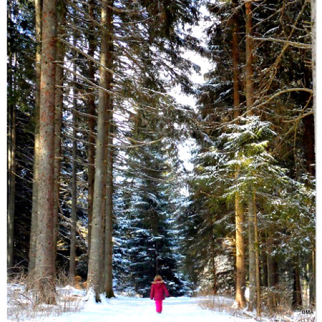O que acontece com os pinheiros naturais depois do Natal – uma&nbsp;pesquisa…